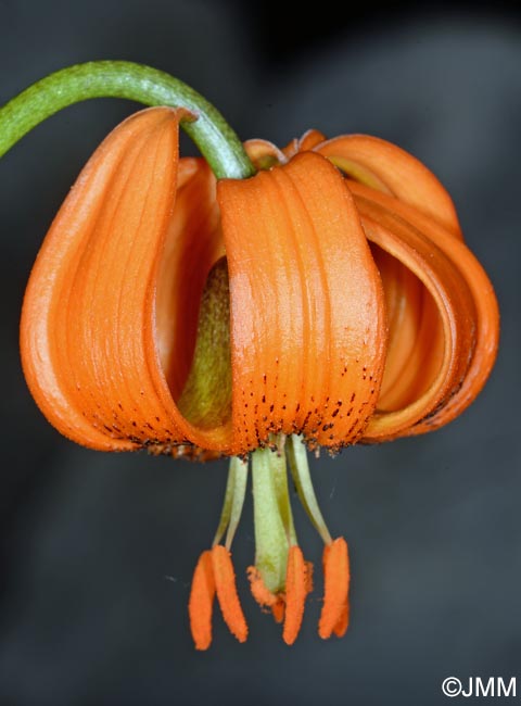 Lilium carniolicum