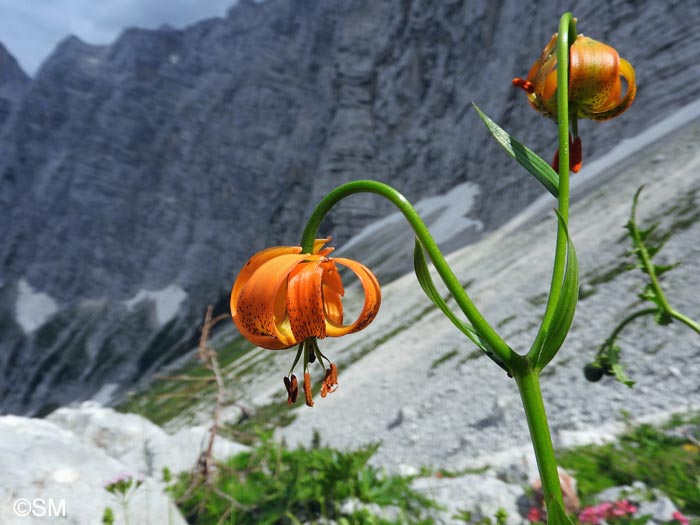 Lilium carniolicum