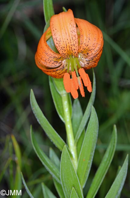 Lilium carniolicum