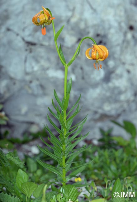 Lilium carniolicum