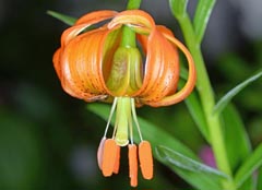 Lilium carniolicum