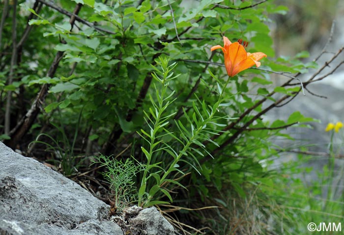 Lilium bulbiferum var. croceum