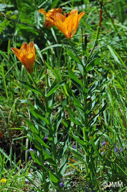 Lilium bulbiferum var. croceum