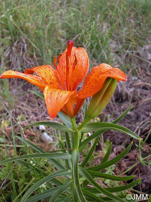 Lilium bulbiferum var. croceum