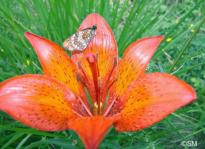 Lilium bulbiferum var. croceum