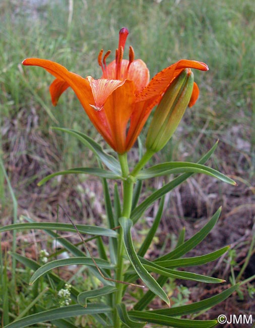 Lilium bulbiferum var. croceum