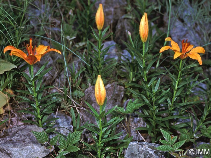 Lilium bulbiferum var. croceum