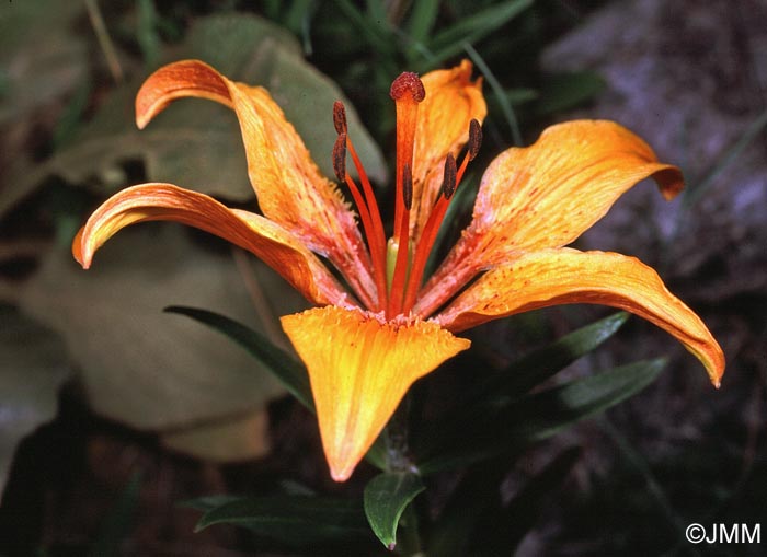 Lilium bulbiferum var. croceum