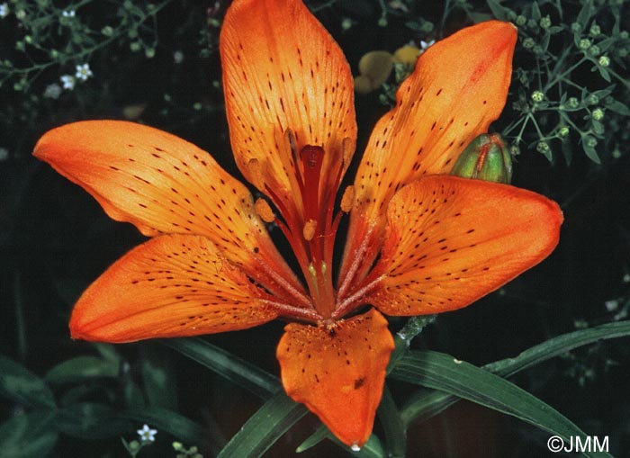 Lilium bulbiferum var. croceum