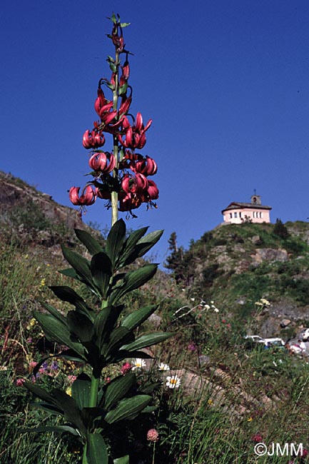 Lilium martagon