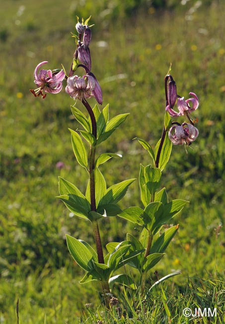 Lilium martagon