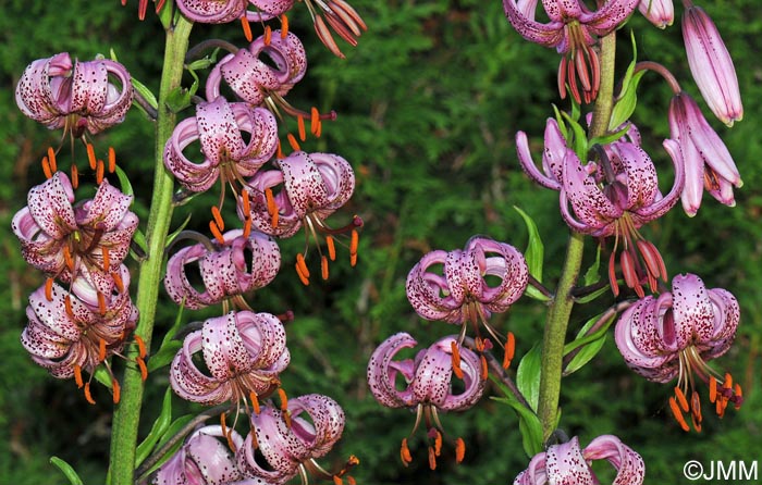 Lilium martagon