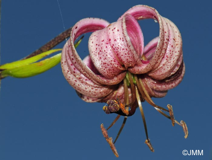 Lilium martagon