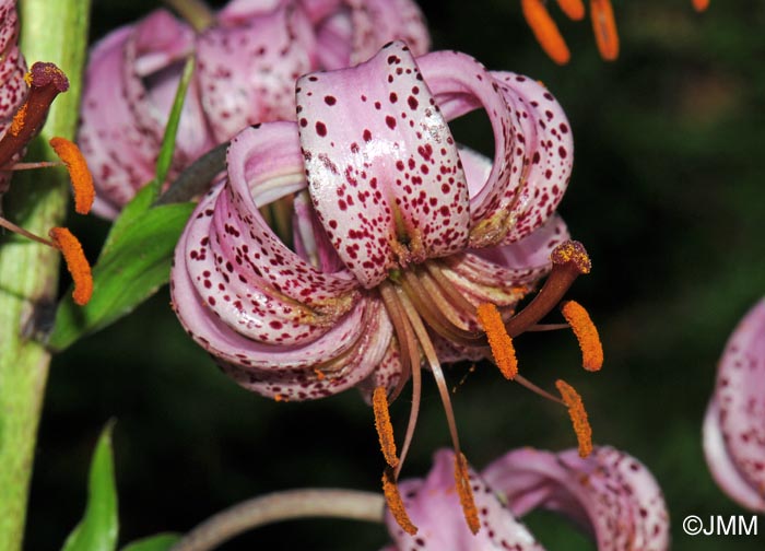 Lilium martagon