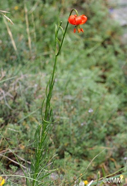 Lilium pomponium