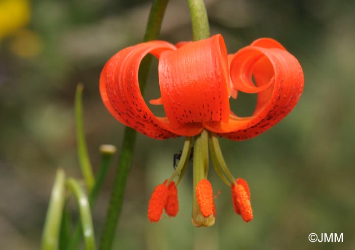 Lilium pomponium