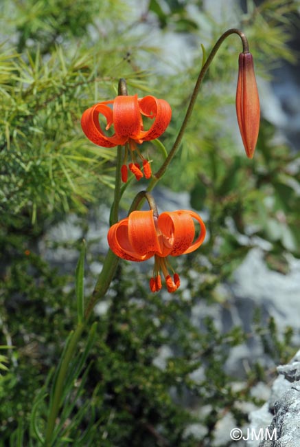 Lilium pomponium