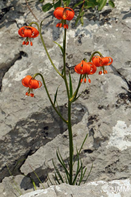 Lilium pomponium