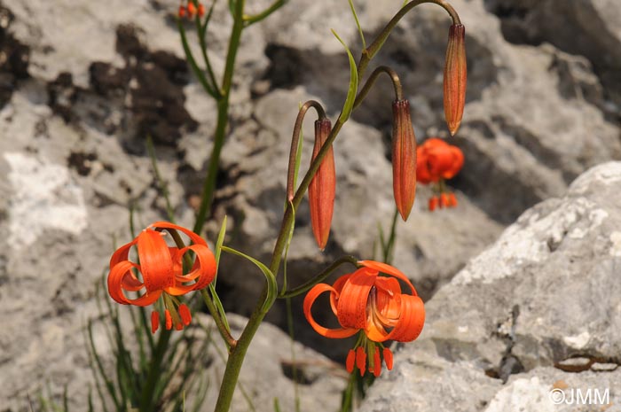 Lilium pomponium