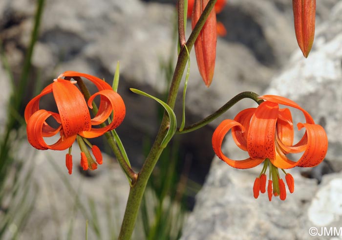 Lilium pomponium