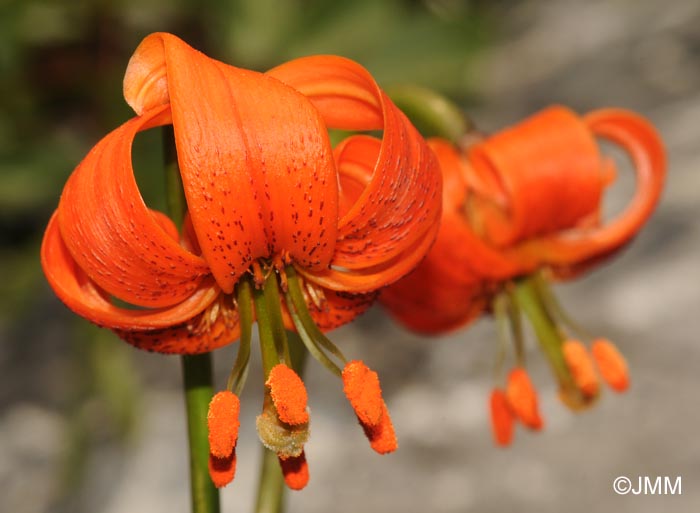 Lilium pomponium