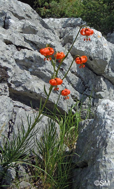 Lilium pomponium