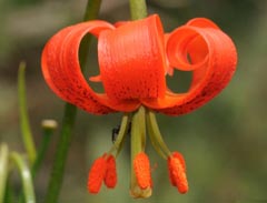 Lilium pomponium