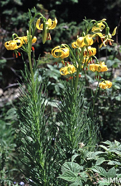 Lilium pyrenaicum