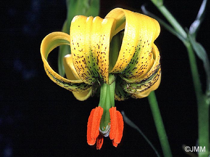 Lilium pyrenaicum