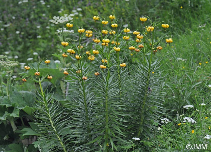 Lilium pyrenaicum