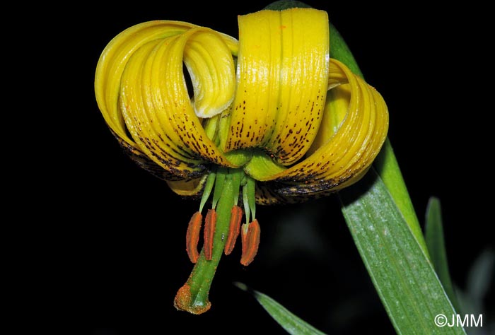 Lilium pyrenaicum