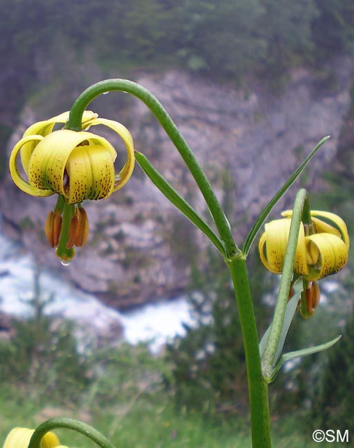 Lilium pyrenaicum