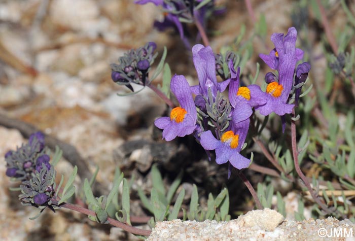 Linaria alpina subsp. alpina