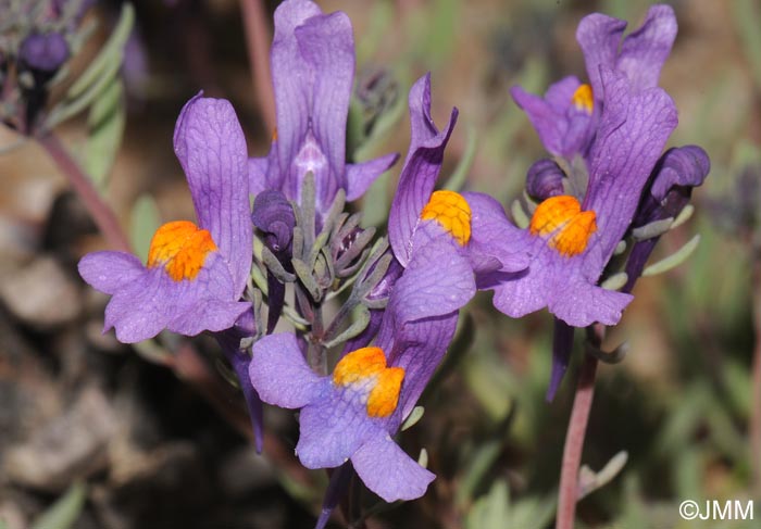 Linaria alpina subsp. alpina