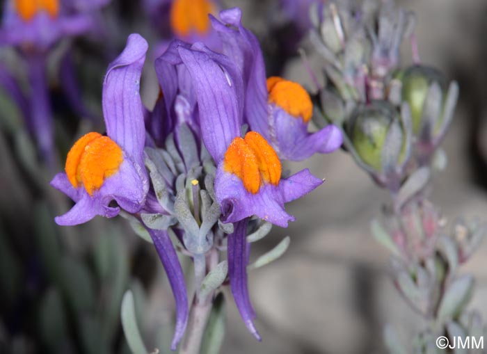 Linaria alpina subsp. alpina