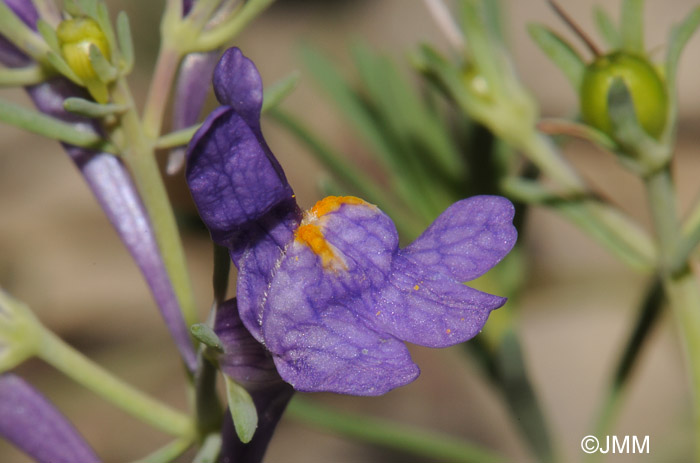 Linaria alpina subsp. petraea