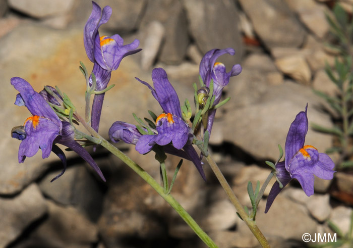 Linaria alpina subsp. petraea