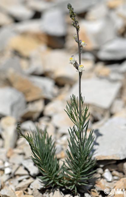 Linaria repens = Linaria striata