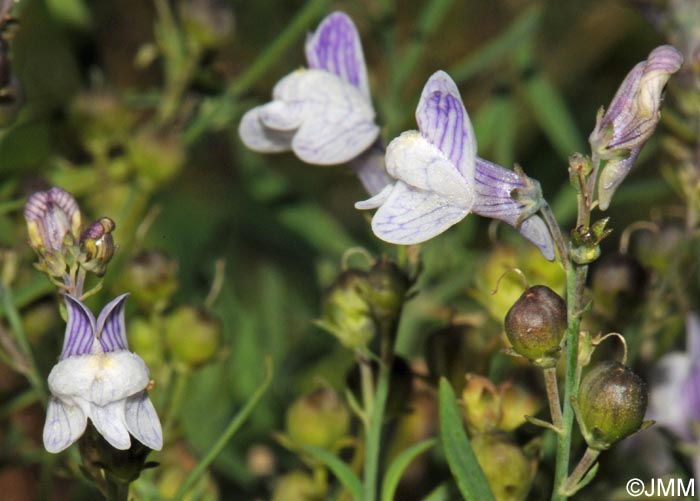 Linaria repens = Linaria striata