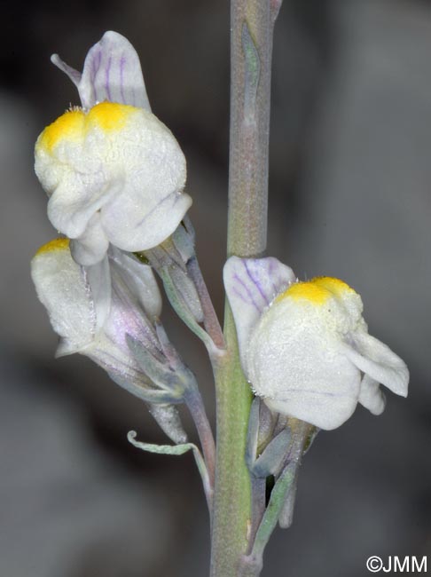 Linaria repens = Linaria striata