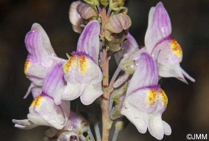 Linaria repens = Linaria striata