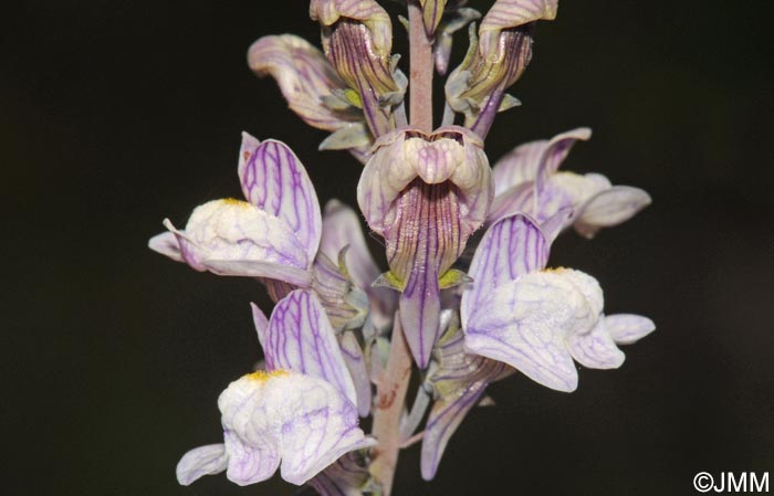 Linaria repens = Linaria striata