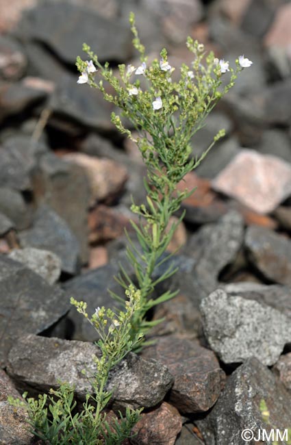 Linaria repens = Linaria striata