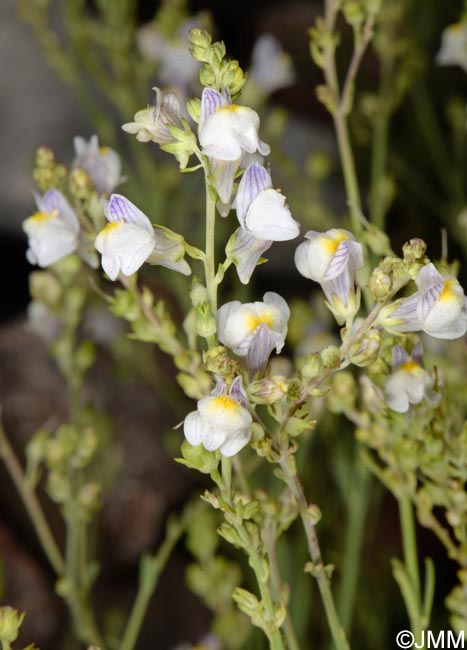 Linaria repens = Linaria striata