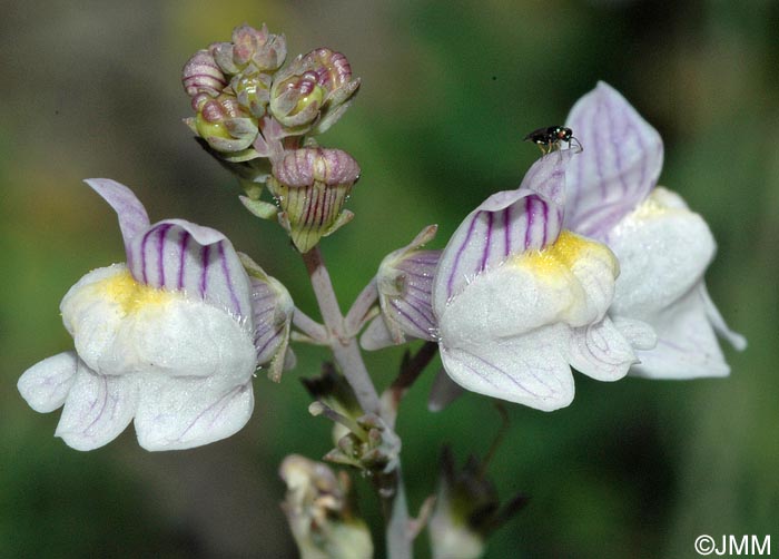 Linaria repens = Linaria striata