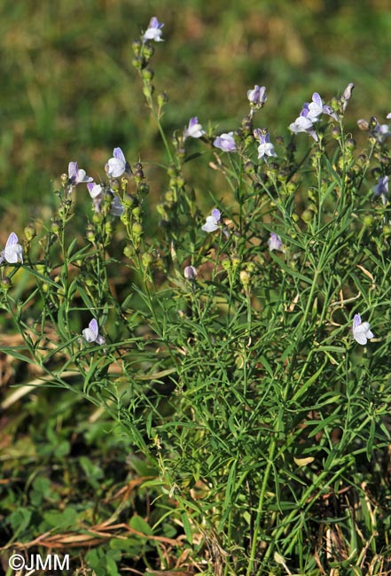 Linaria repens = Linaria striata