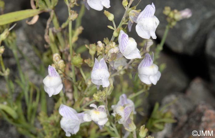 Linaria repens = Linaria striata