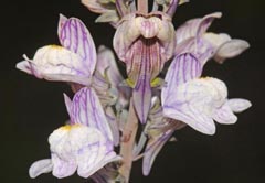 Linaria repens