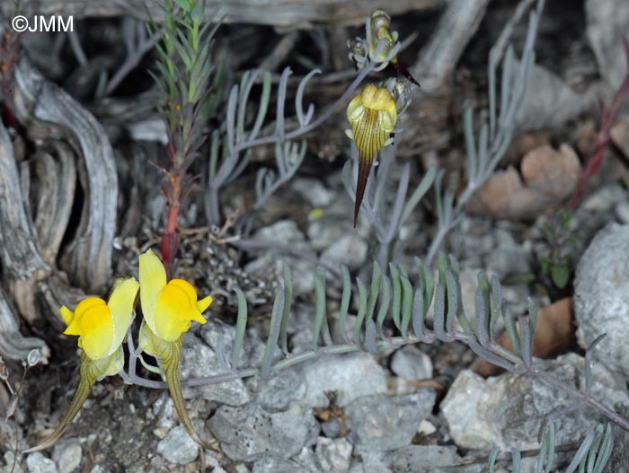 Linaria supina