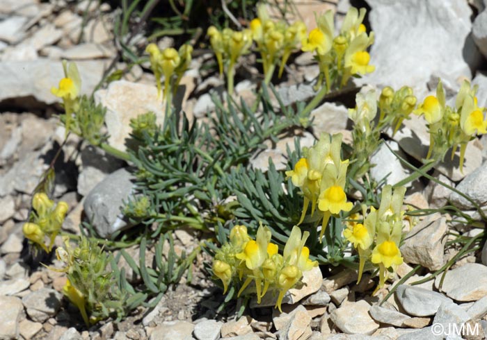 Linaria supina